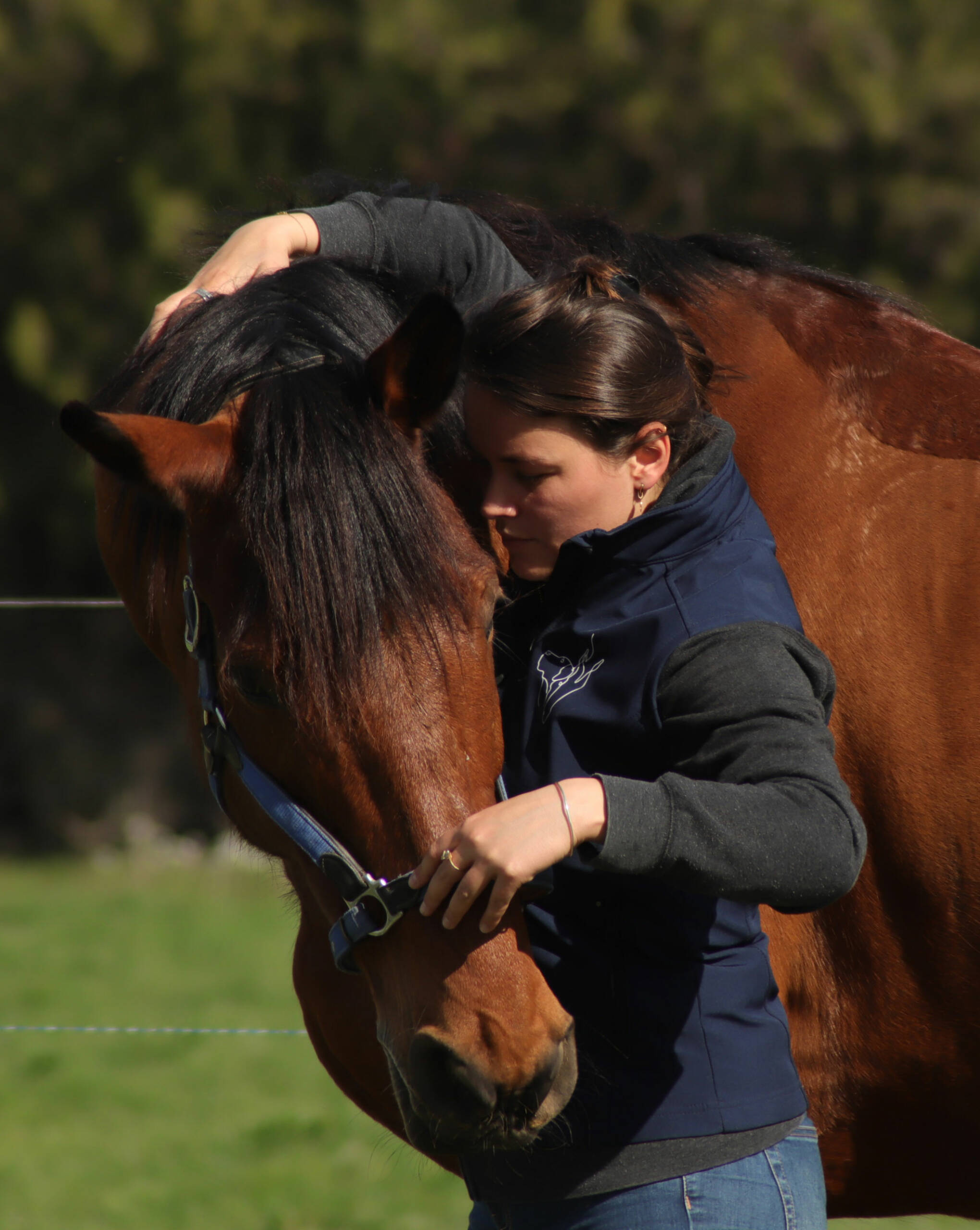 Manipulation d'un cheval sportif. Séance d'ostéopathie animale sur un cheval de concours, qui fait beaucoup d'exercice physique.