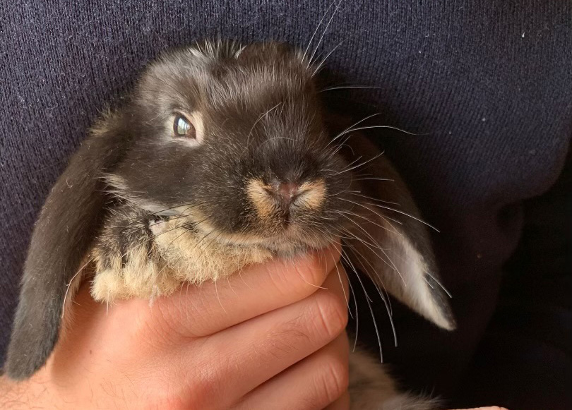 Photo de lapin. Séance d'ostéopathie sur un NAC. Manipulation du lapin pour aider au bien-être de l'animal.