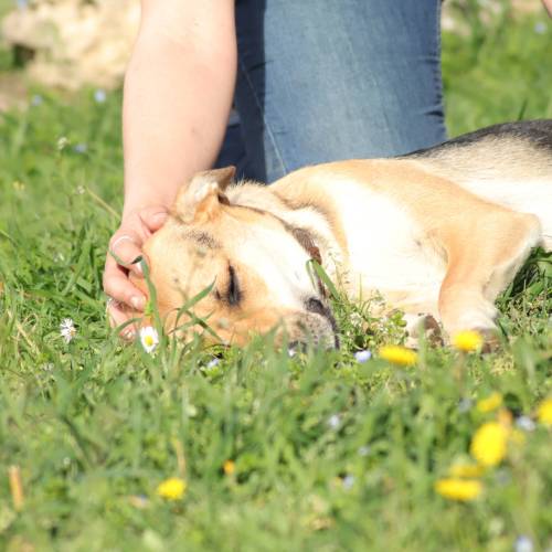 Manipulation chien par un ostéopathe animalier. Séance d'ostéopathie animale sur un chien.