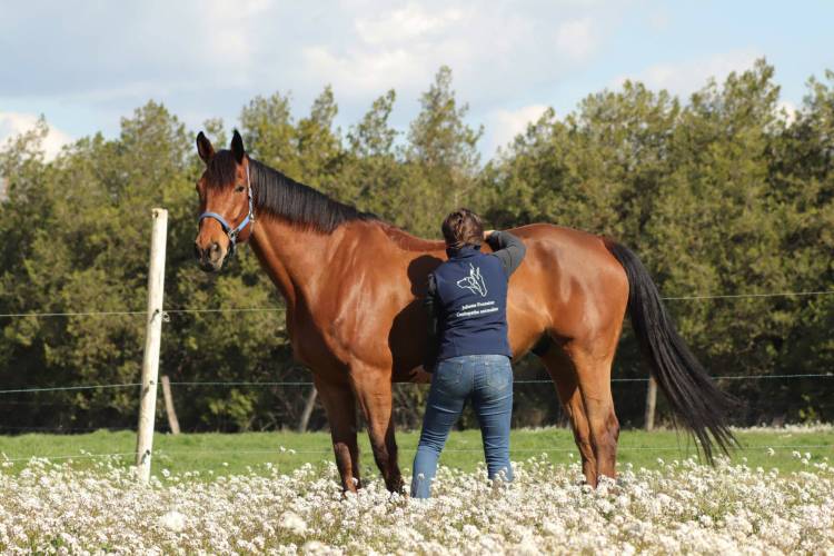 Ostéopathie pour animaux de compagnie. Séance ostéopathie sur un cheval. L'ostéopathe animalier peut manipuler les chevaux sportifs mais également les vieux chevaux, qui commencent à être âgés.