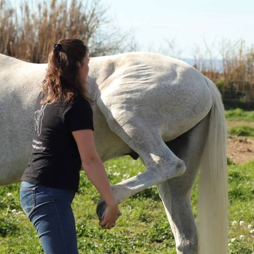 L'ostéopathe animalier manipule le cheval, en travaillant sur ses postérieurs. Séance d'ostéopathie sur un cheval.