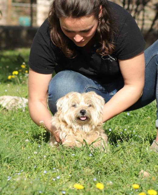 Séance d'ostéopathie sur un chien. L'ostéopathe animalier s'occupe également des chiens et peut même manipuler les chiens de petite taille : chihuahua, bichon, bouledogue, yorkshire, etc.