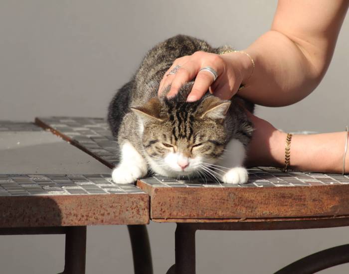 Manipulation chat par un ostéopathe animalier. Séance d'ostéopathie animale sur un chat.