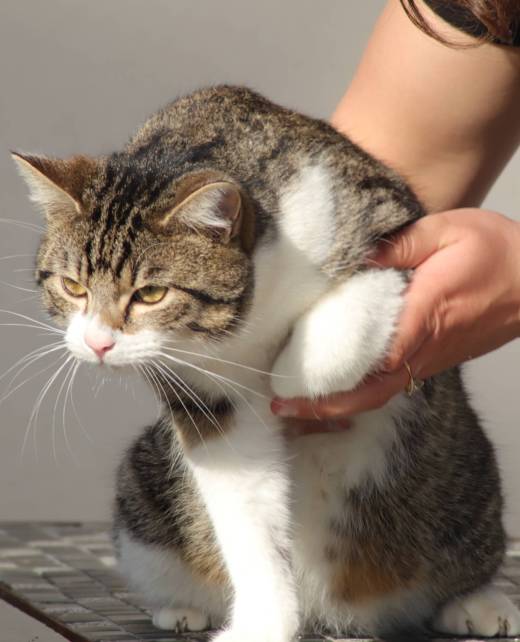 Manipulation chat par un ostéopathe animalier. Séance d'ostéopathie animale sur un chat.